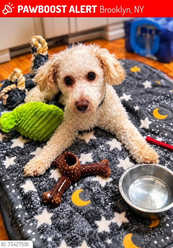 Lost Male Dog last seen Flatlands and Ave J, Brooklyn, NY 11236