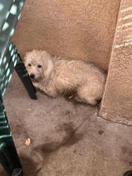 Found/Stray Unknown Dog last seen 6th/Sherman, Corona, CA 92882
