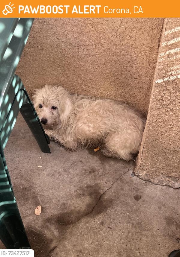 Found/Stray Unknown Dog last seen 6th/Sherman, Corona, CA 92882