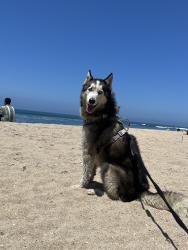 Lost Male Dog last seen wallace, Costa Mesa, CA 92627