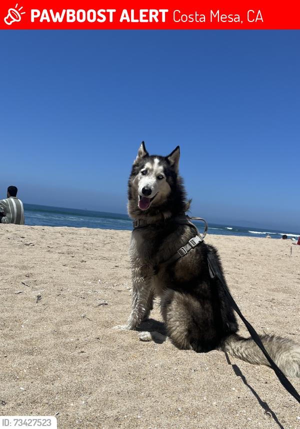 Lost Male Dog last seen wallace, Costa Mesa, CA 92627