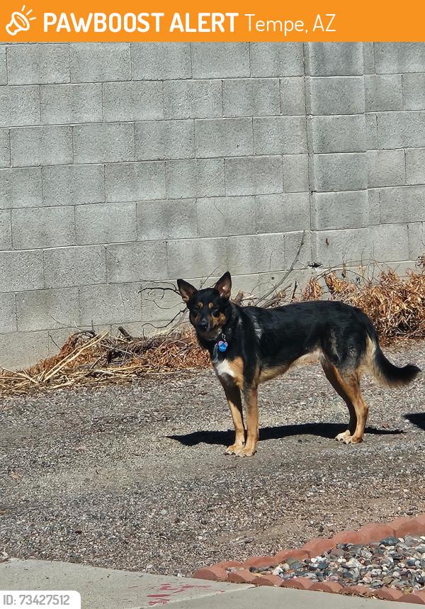 Found/Stray Unknown Dog last seen McKellips and Scottsdale Rd, Tempe, AZ 85288