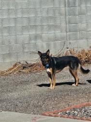 Found/Stray Unknown Dog last seen McKellips and Scottsdale Rd, Tempe, AZ 85288