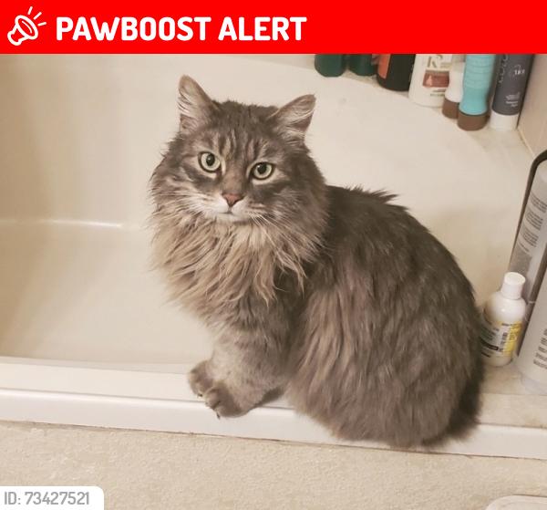 Lost Male Cat last seen Livingston Ave & Glenwood Dr. highway in between us and walmart, Colorado Springs, CO 80906