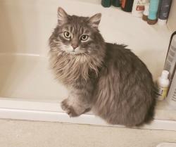 Lost Male Cat last seen Livingston Ave & Glenwood Dr. highway in between us and walmart, Colorado Springs, CO 80906