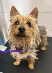 Reunited Male Dog last seen Forest and Wakefield, Saint Paul, MN 55106