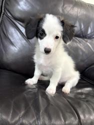 Reunited Male Dog last seen Newton & Ramsey, Pasadena, TX 77503