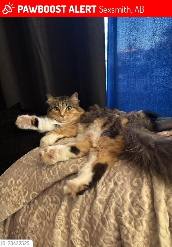 Lost Female Cat last seen Near street sexsmith AB Alberta, Sexsmith, AB 