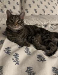 Lost Male Cat last seen S main st, Middleton, MA 01949