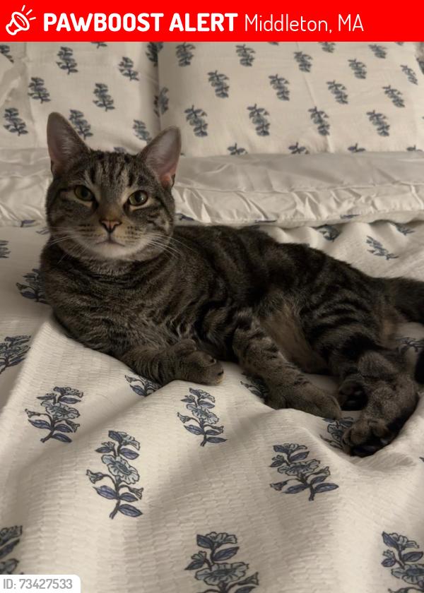 Lost Male Cat last seen S main st, Middleton, MA 01949