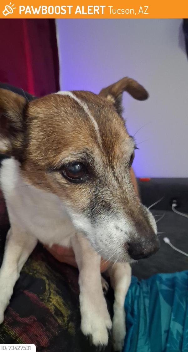 Found/Stray Female Dog last seen Park place Mall, Tucson, AZ 85711