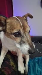Found/Stray Female Dog last seen Park place Mall, Tucson, AZ 85711