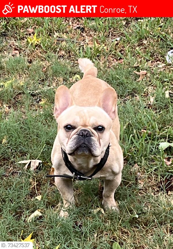 Lost Male Dog last seen Brenda st., Conroe, TX 77301