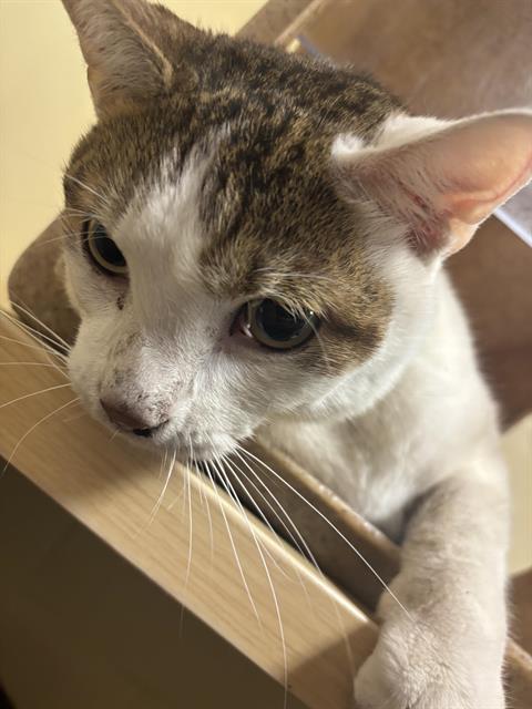 Shelter Stray Male Cat last seen WINDBRIDGE DR & GREENHAVEN DR, 2127 Front St, Sacramento, CA 95818, USA