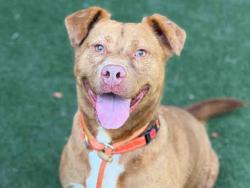 Shelter Stray Female Dog last seen WASHINGTON / SEARCH WARRANT, 5821 Sweetwater Rd, Bonita, CA 91902, USA