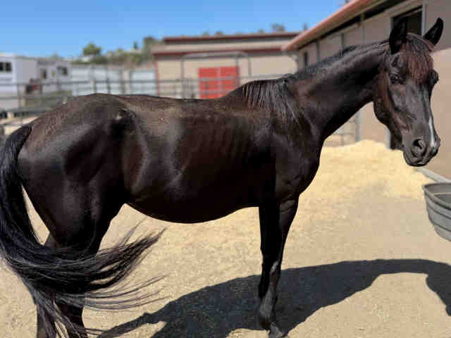 Shelter Stray Female Livestock last seen , 5821 Sweetwater Rd, Bonita, CA 91902, USA