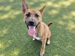 Shelter Stray Male Dog last seen , 5821 Sweetwater Rd, Bonita, CA 91902, USA