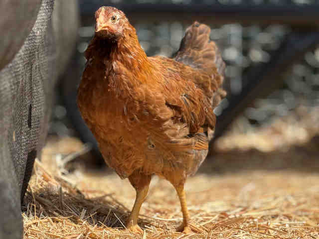 Shelter Stray Unknown Livestock last seen , 5821 Sweetwater Rd, Bonita, CA 91902, USA