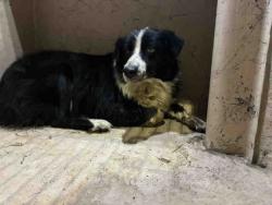 Shelter Stray Female Dog last seen Near BLOCK ALTA VEGA RD, 5821 Sweetwater Rd, Bonita, CA 91902, USA