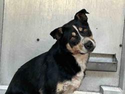 Shelter Stray Female Dog last seen Near BLOCK ALTA VEGA RD, 5821 Sweetwater Rd, Bonita, CA 91902, USA