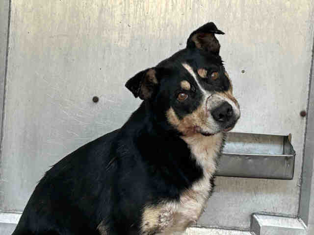 Shelter Stray Female Dog last seen Near BLOCK ALTA VEGA RD, 5821 Sweetwater Rd, Bonita, CA 91902, USA