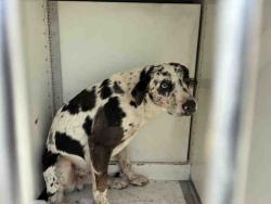 Shelter Stray Male Dog last seen Near BLOCK ALTA VEGA RD, 5821 Sweetwater Rd, Bonita, CA 91902, USA
