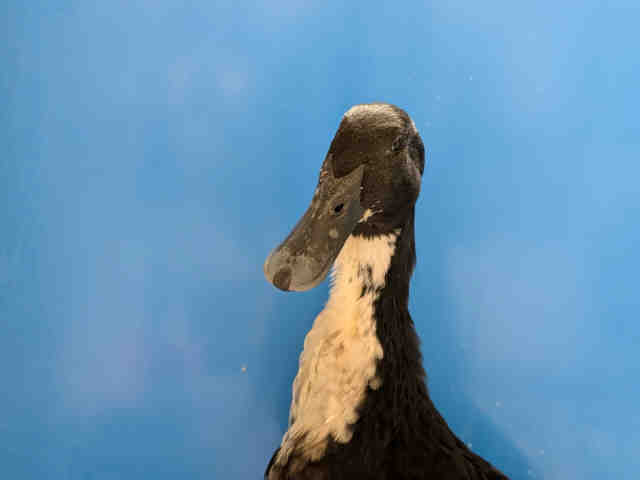 Shelter Stray Unknown Livestock last seen , 5821 Sweetwater Rd, Bonita, CA 91902, USA