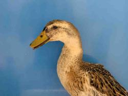 Shelter Stray Unknown Livestock last seen , 5821 Sweetwater Rd, Bonita, CA 91902, USA