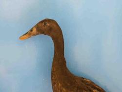 Shelter Stray Unknown Livestock last seen , 5821 Sweetwater Rd, Bonita, CA 91902, USA