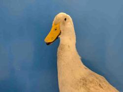 Shelter Stray Unknown Livestock last seen , 5821 Sweetwater Rd, Bonita, CA 91902, USA