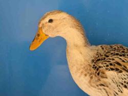 Shelter Stray Unknown Livestock last seen , 5821 Sweetwater Rd, Bonita, CA 91902, USA