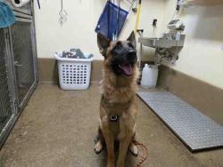 Shelter Stray Female Dog last seen , 5821 Sweetwater Rd, Bonita, CA 91902, USA