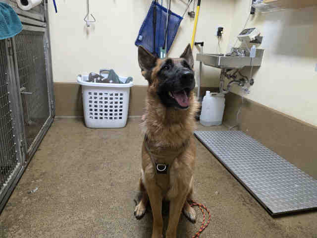 Shelter Stray Female Dog last seen , 5821 Sweetwater Rd, Bonita, CA 91902, USA