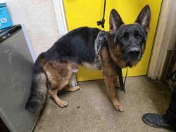 Shelter Stray Male Dog last seen , 5821 Sweetwater Rd, Bonita, CA 91902, USA
