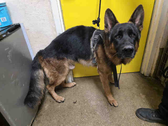 Shelter Stray Male Dog last seen , 5821 Sweetwater Rd, Bonita, CA 91902, USA