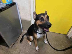 Shelter Stray Female Dog last seen , 5821 Sweetwater Rd, Bonita, CA 91902, USA
