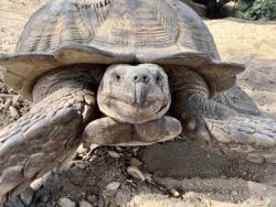 Shelter Stray Male Reptile last seen WILLSON RD, 5821 Sweetwater Rd, Bonita, CA 91902, USA