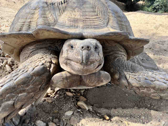 Shelter Stray Male Reptile last seen WILLSON RD, 5821 Sweetwater Rd, Bonita, CA 91902, USA