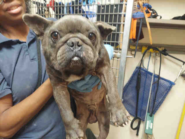 Shelter Stray Male Dog last seen , 5821 Sweetwater Rd, Bonita, CA 91902, USA