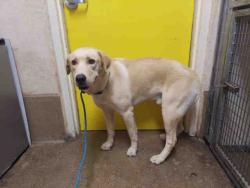 Shelter Stray Male Dog last seen SAN MIGUEL ROAD, 5821 Sweetwater Rd, Bonita, CA 91902, USA