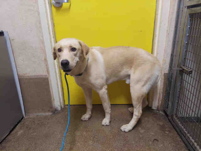 Shelter Stray Male Dog last seen SAN MIGUEL ROAD, 5821 Sweetwater Rd, Bonita, CA 91902, USA