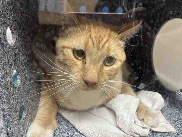 Shelter Stray Male Cat last seen D STREET, 5821 Sweetwater Rd, Bonita, CA 91902, USA