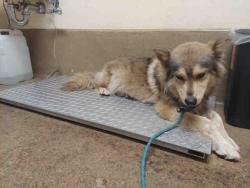 Shelter Stray Female Dog last seen , 5821 Sweetwater Rd, Bonita, CA 91902, USA