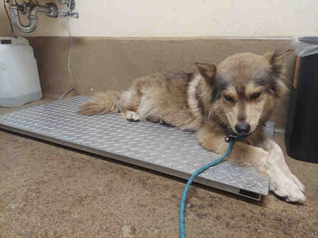 Shelter Stray Female Dog last seen , 5821 Sweetwater Rd, Bonita, CA 91902, USA