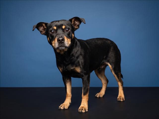 Shelter Stray Female Dog last seen , 1850 W 60th St, Los Angeles, CA 90047, USA