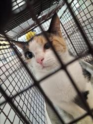 Shelter Stray Unknown Cat last seen , 1850 W 60th St, Los Angeles, CA 90047, USA