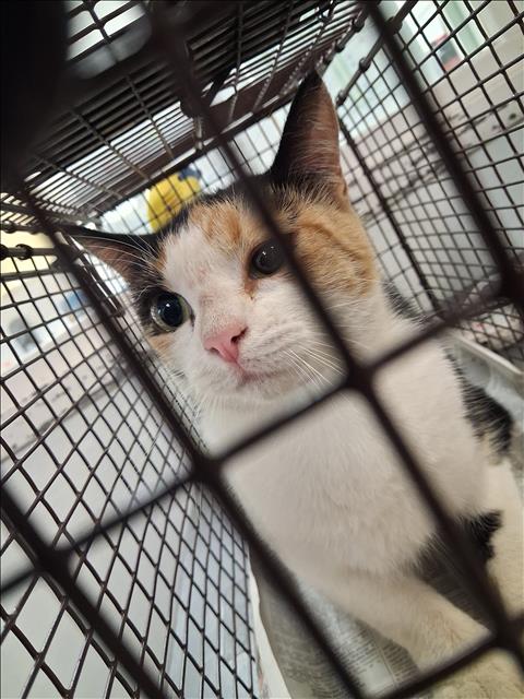 Shelter Stray Unknown Cat last seen , 1850 W 60th St, Los Angeles, CA 90047, USA