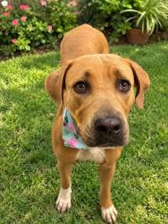 Shelter Stray Female Dog last seen Near BLOCK SW 209 AVE, 3599 NW 79th Ave, Doral, FL 33122, USA