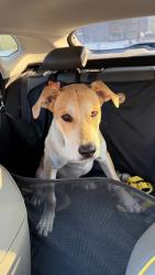 Found/Stray Male Dog last seen Riverside and Clubvirw, Austin, TX 78741