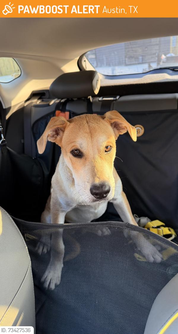 Found/Stray Male Dog last seen Riverside and Clubvirw, Austin, TX 78741